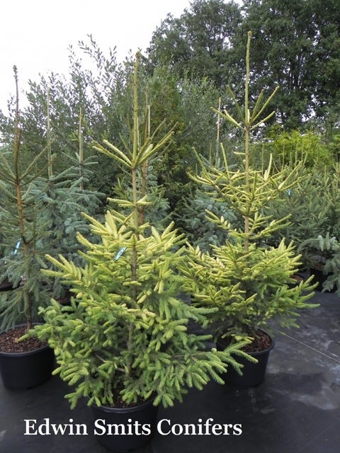 Picea abies 'Boyko’s Golden'